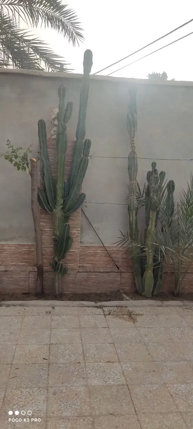 کاکتوس|گل و گیاه طبیعی|برازجان, |دیوار
