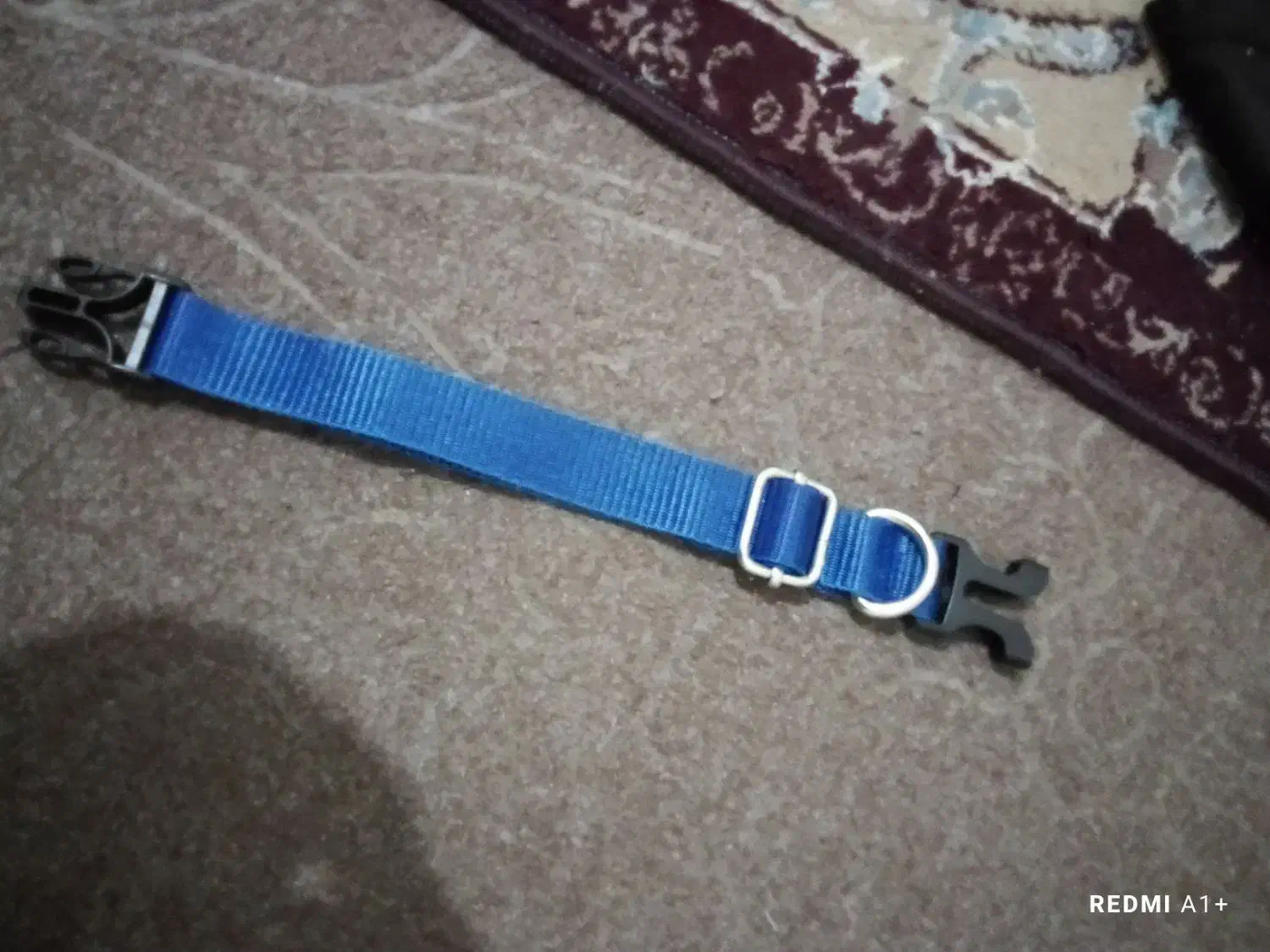 قلاده سگ|لوازم جانبی حیوانات|لاهیجان, بوجایه|دیوار