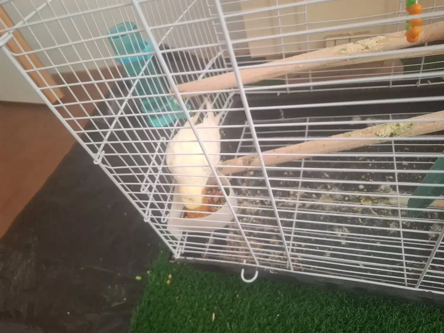 گرین چیک و عروسی هلندی|پرنده|خوی, |دیوار