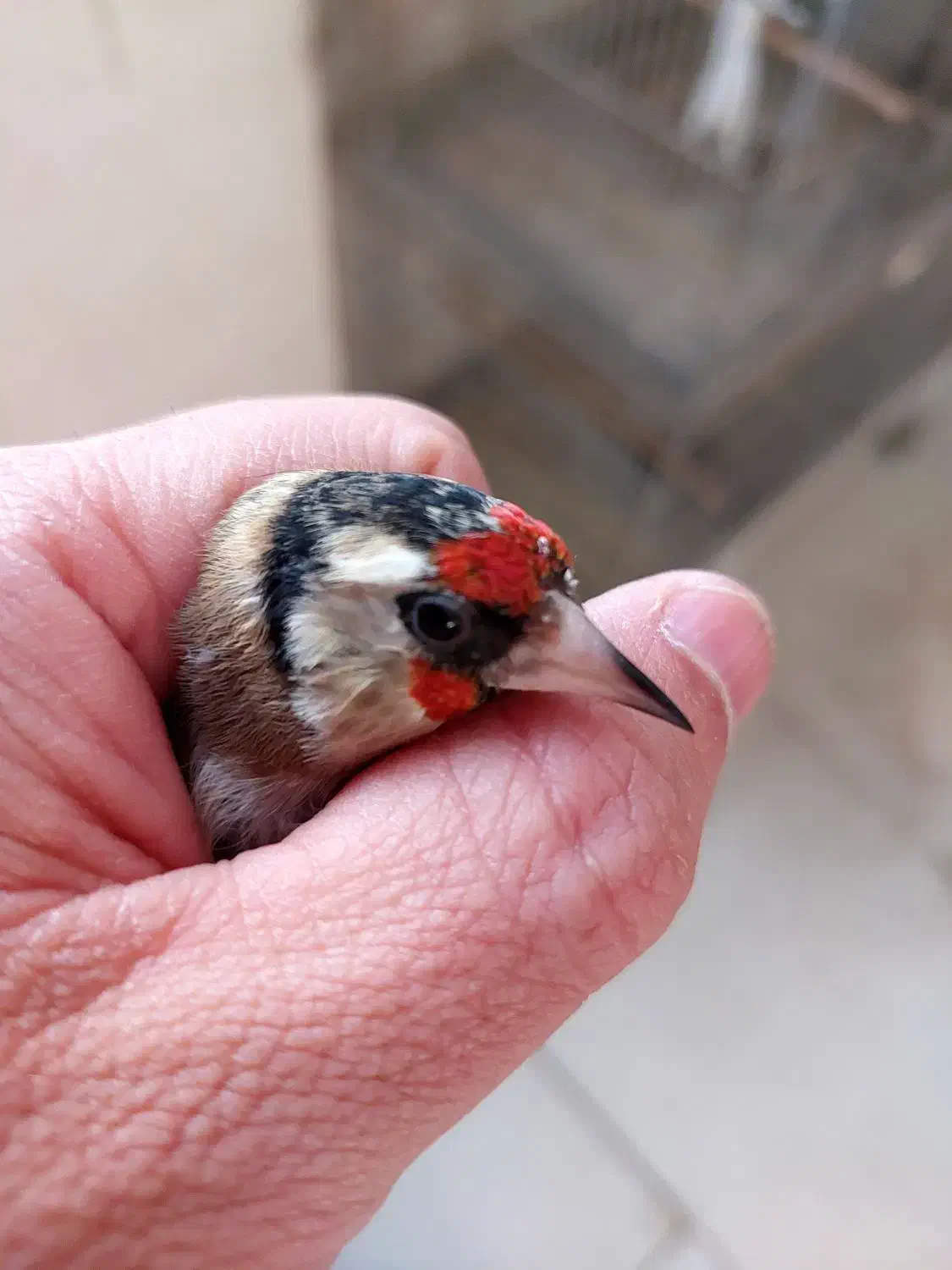 سهره|پرنده|قم, شاه ابراهیم|دیوار