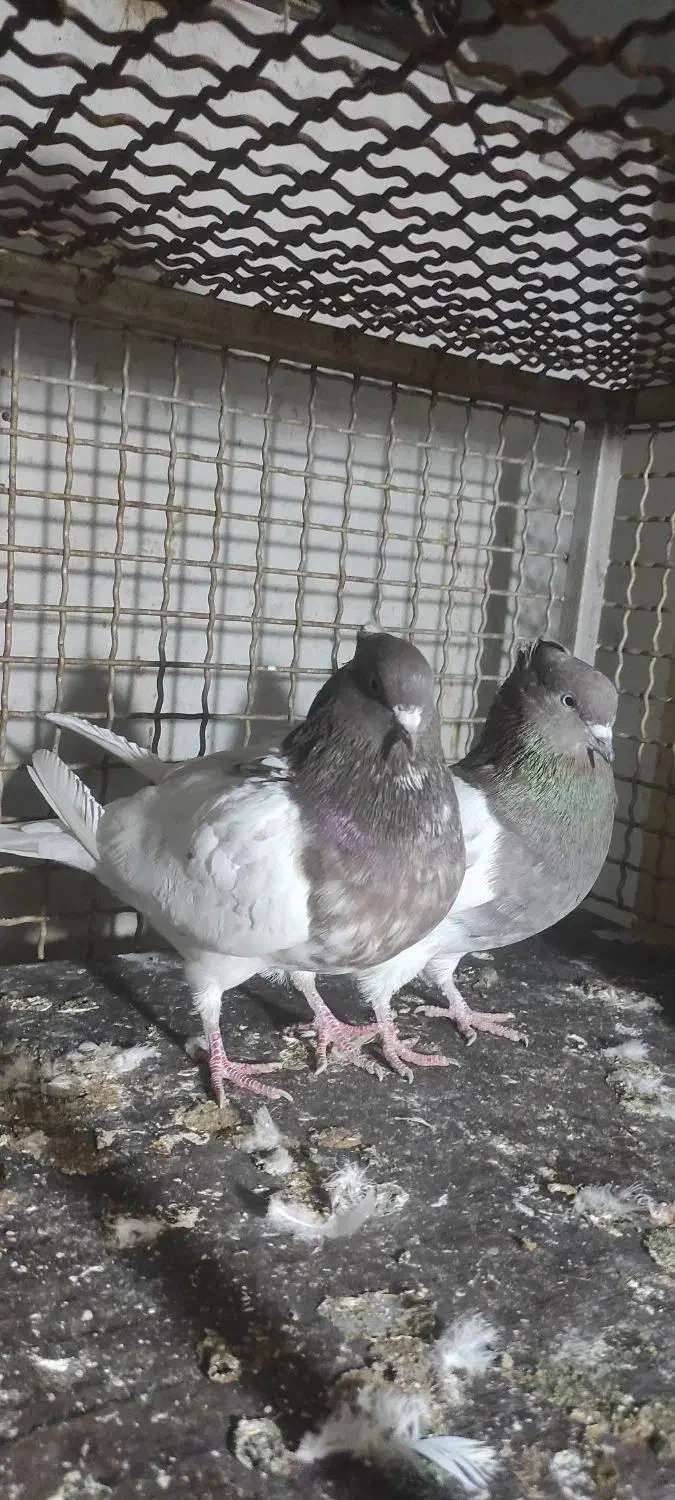 کفتر|پرنده|تهران, دولاب|دیوار