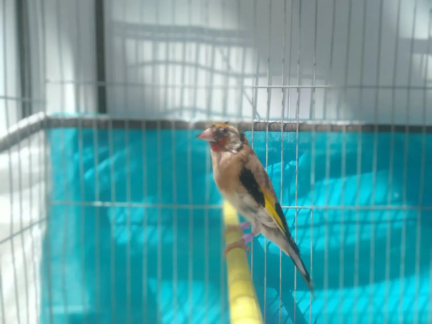 سهره متولدقفس|پرنده|آذرشهر, |دیوار