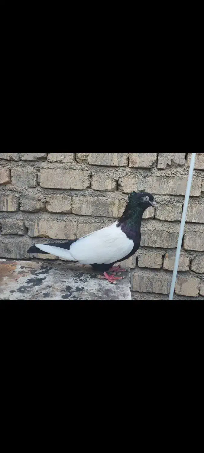 کفتر کبوتر ماده|پرنده|شیراز, شهرک پرواز|دیوار