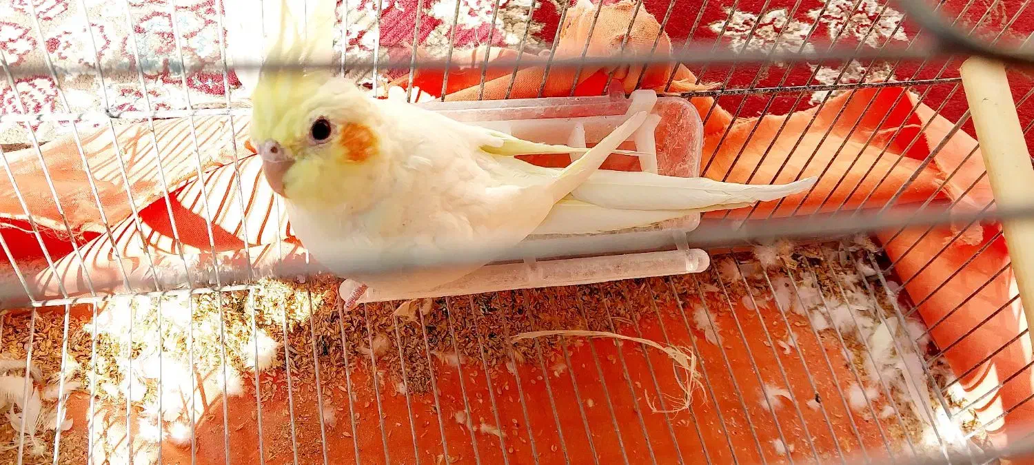 عروس هلندی|پرنده|مهدی شهر, |دیوار