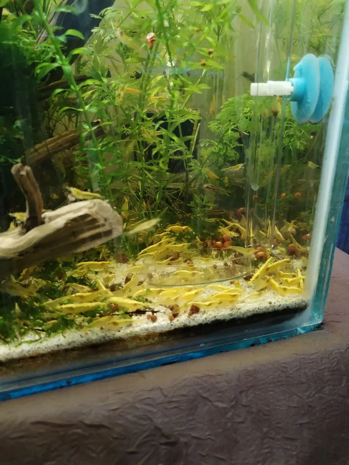 میگو شریمپ اکواریوم|ماهی|کرمان, |دیوار