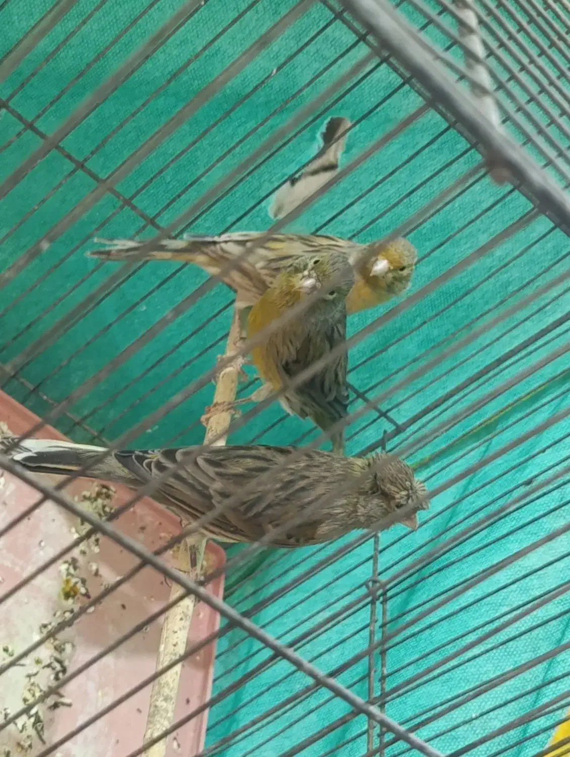 ماده قناری|پرنده|کرمان, |دیوار