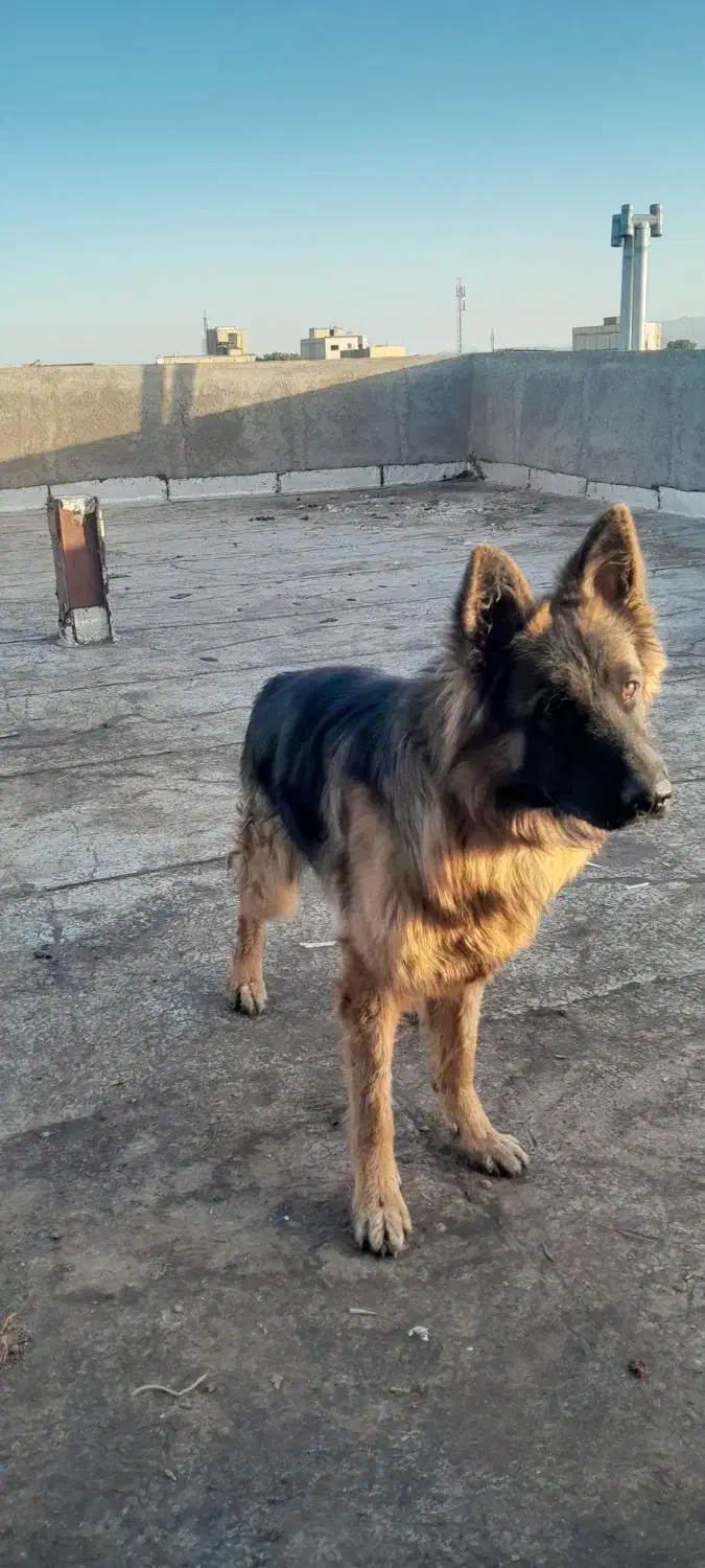 ژرمن شولاین اصیل|سگ|سیرجان, |دیوار