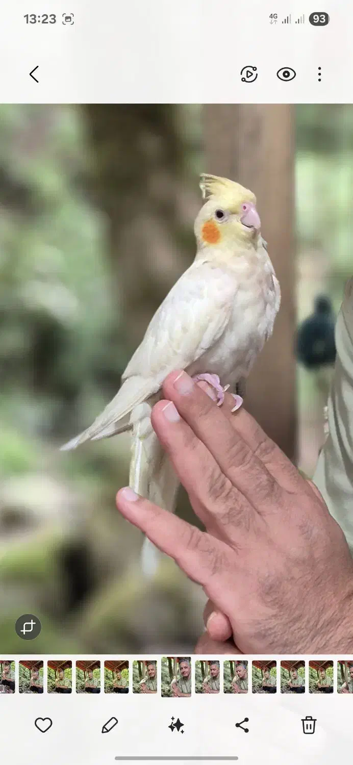 عروس هلندی|حیوانات|ماسال, |دیوار