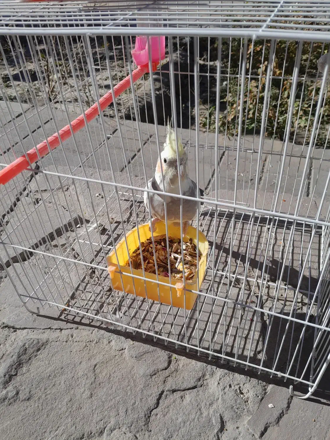 عروس هلندی|پرنده|مشهد, شهرک مهرگان|دیوار