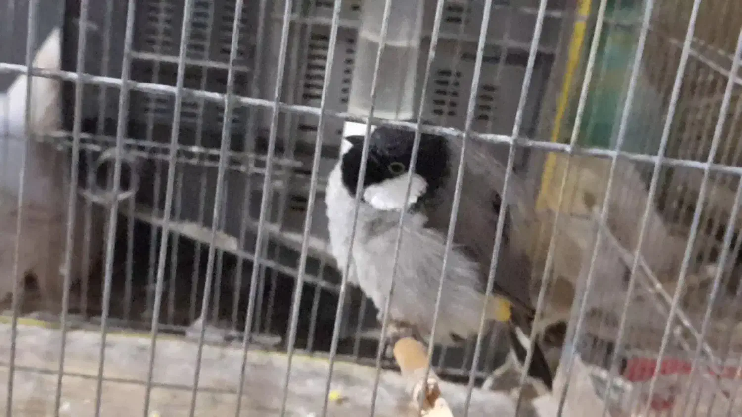 گوره پلاکی نرماده|پرنده|دزفول, |دیوار