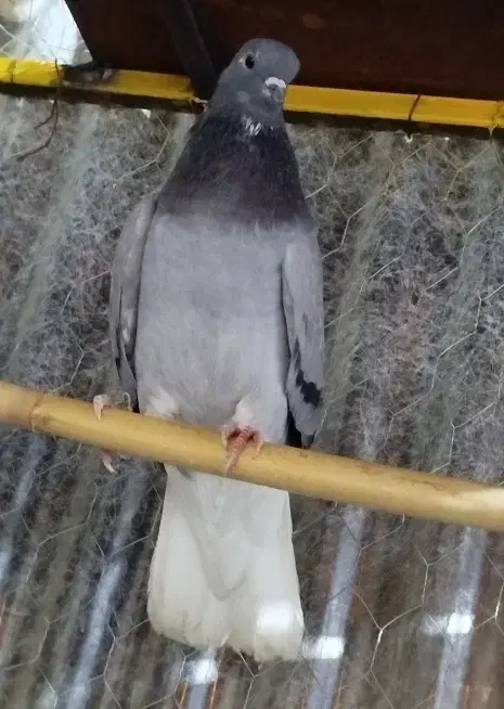 نر سبز دم سفید|پرنده|مهدی شهر, |دیوار