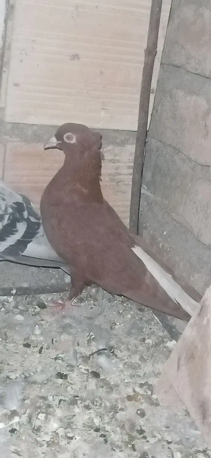 کبوتر|پرنده|داراب, |دیوار