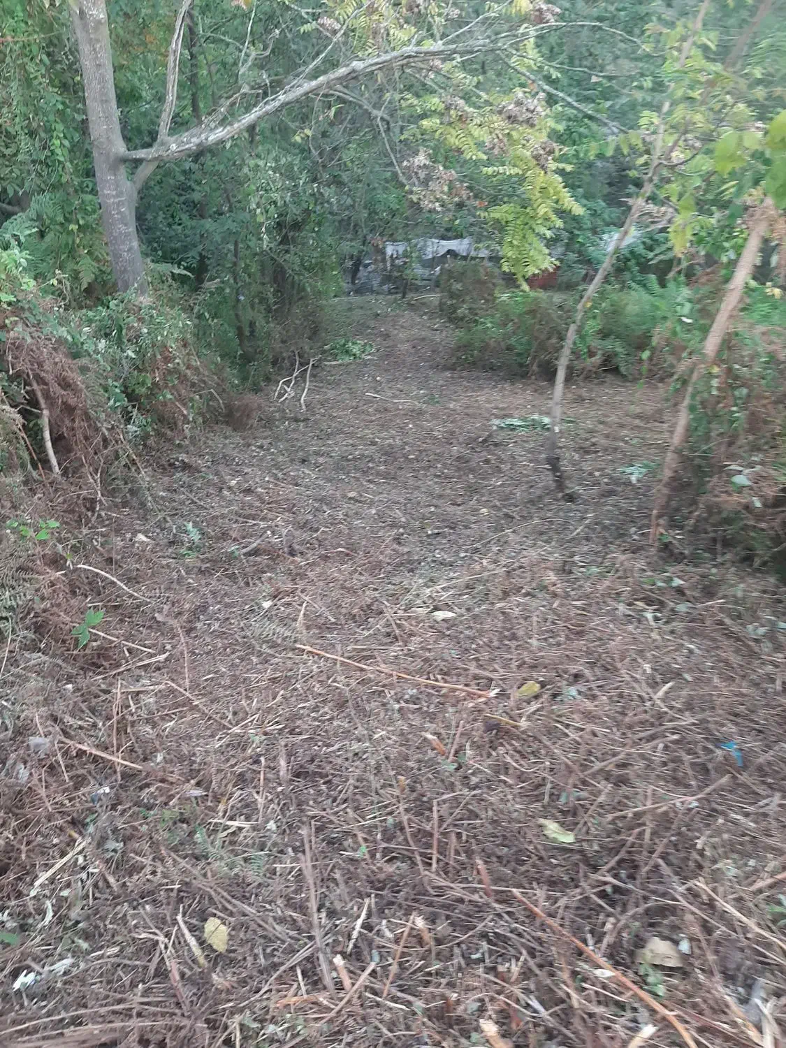 قطع درخت و علفتراشی متراژ بالا پذیرفته میشود|خدمات باغبانی و درختکاری|خرم‌آباد (تنکابن), |دیوار