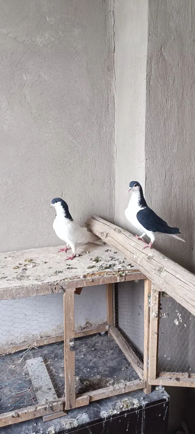 کفتر پرنده|پرنده|محمدیه-قزوین, |دیوار