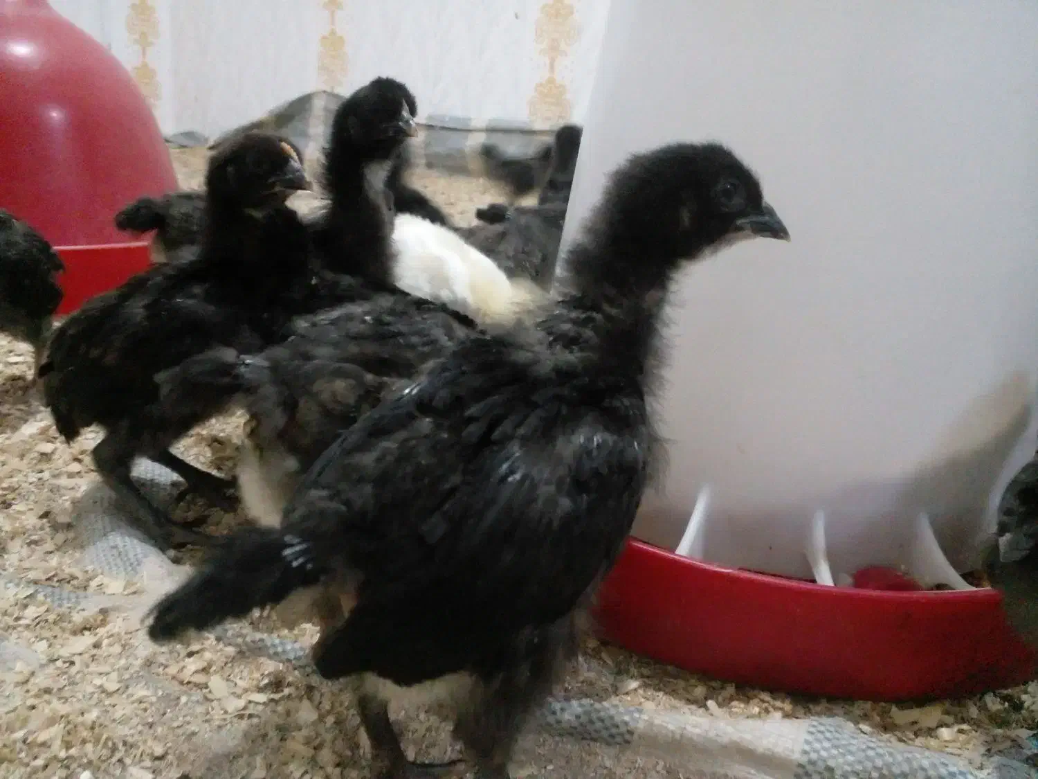 جوجه بلک استار|حیوانات مزرعه|نقده, |دیوار