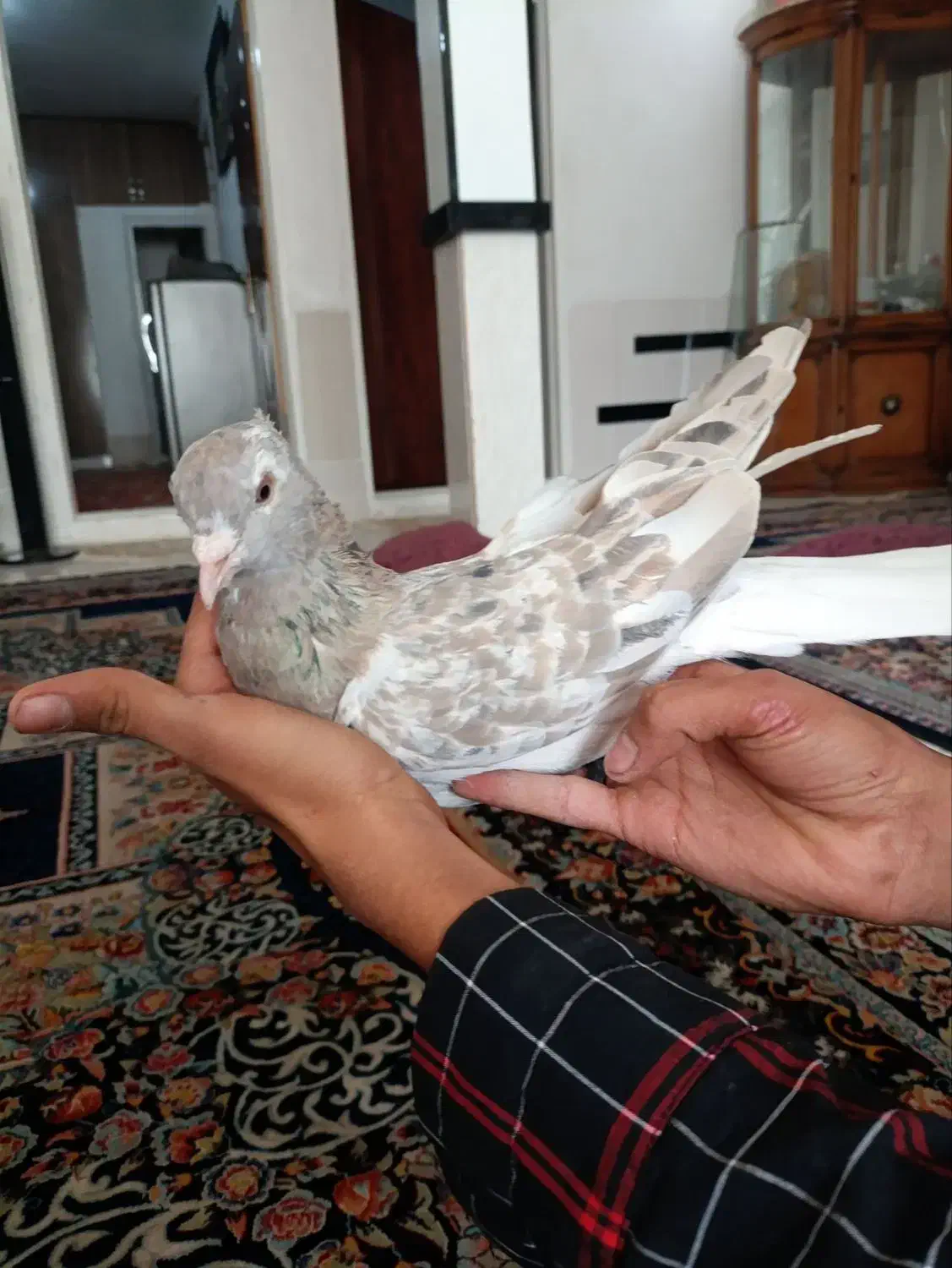 هفت رنگ دم سفید کاکل نر|پرنده|شهرآباد, |دیوار