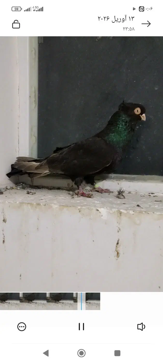 صرب|پرنده|مبارکه, |دیوار