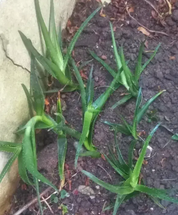 گل و گیاه گلدونی|گل و گیاه طبیعی|رشت, یخسازی|دیوار