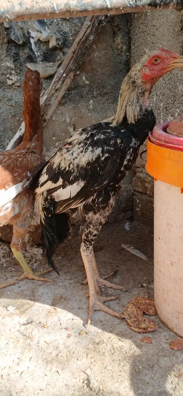 خروس لارس|حیوانات مزرعه|کوهدشت, |دیوار