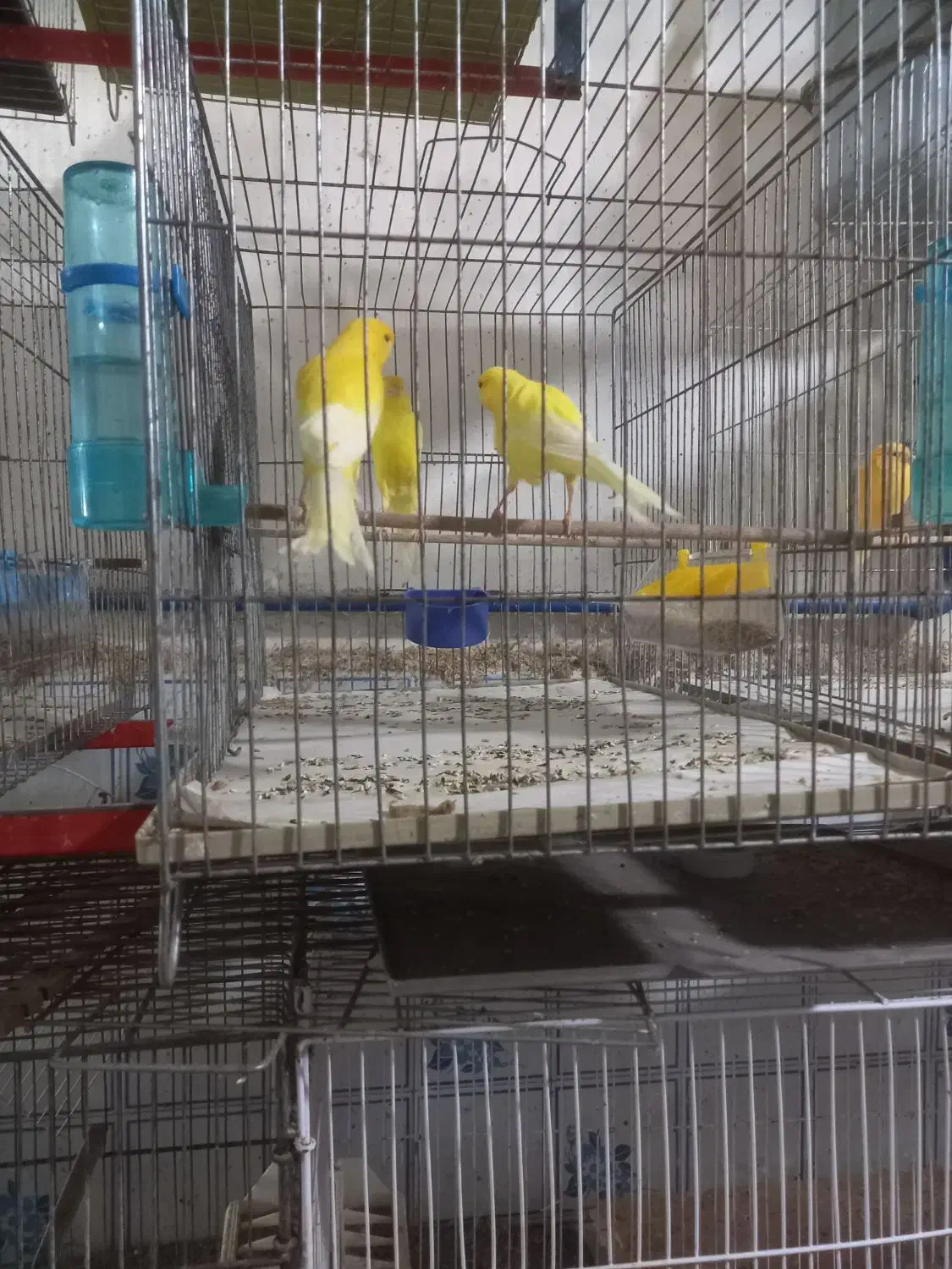 قناری سالم|پرنده|بندر انزلی, میان پشته|دیوار