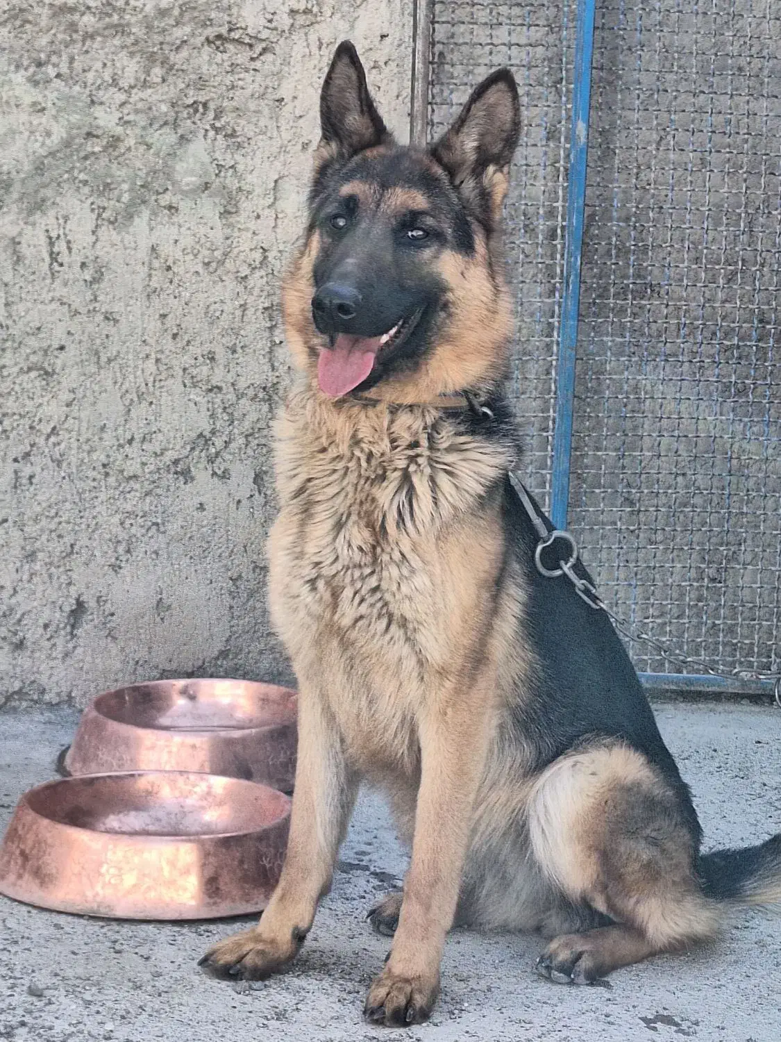 ماده ژرمن|سگ|اصفهان, گرکان|دیوار