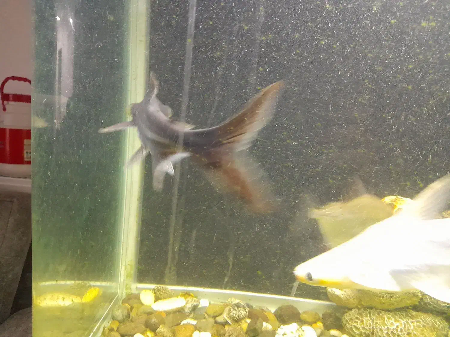 ماهی آکواریومی درشت|ماهی|بجنورد, |دیوار