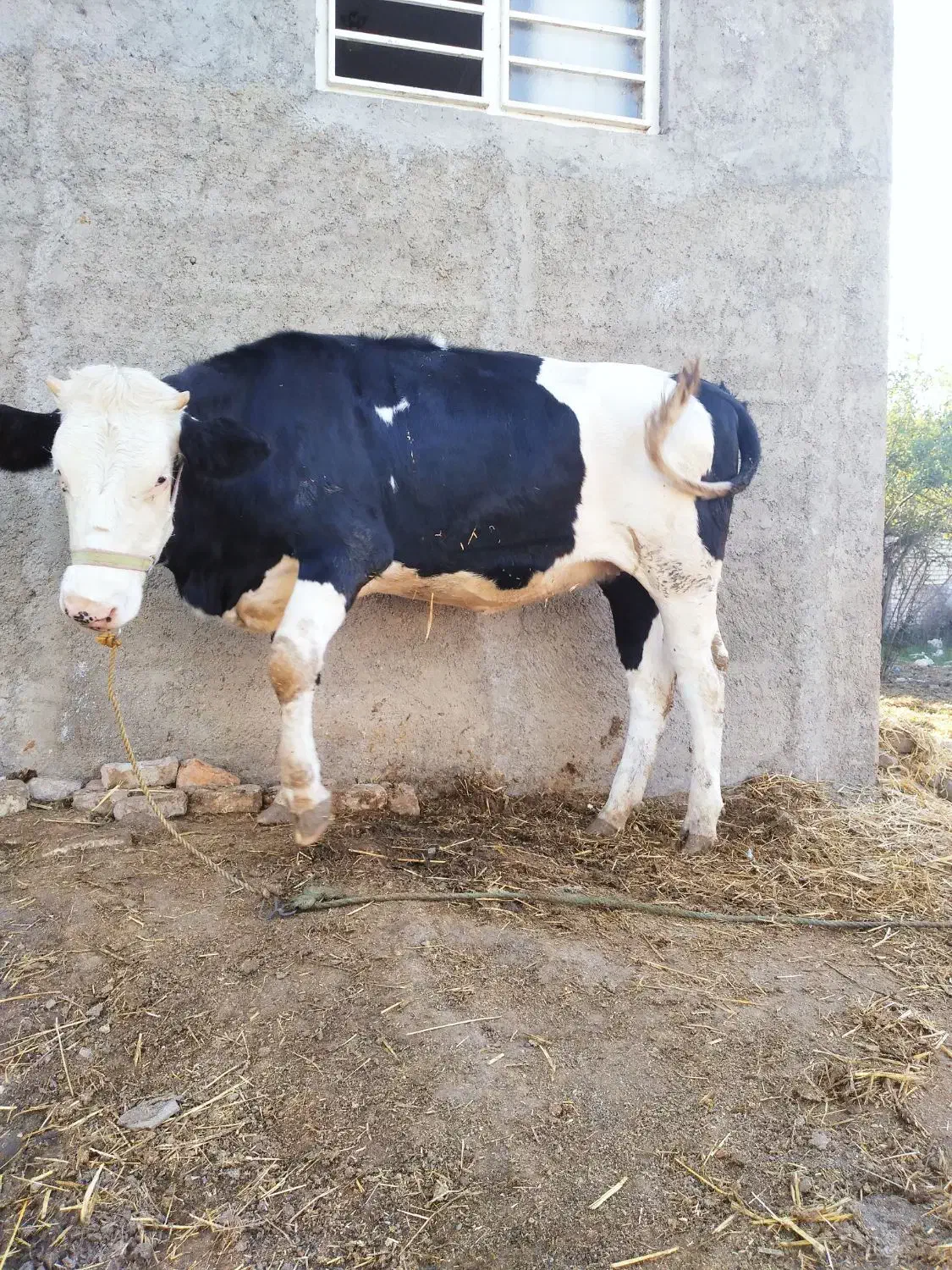 گوساله|حیوانات مزرعه|رامیان, |دیوار