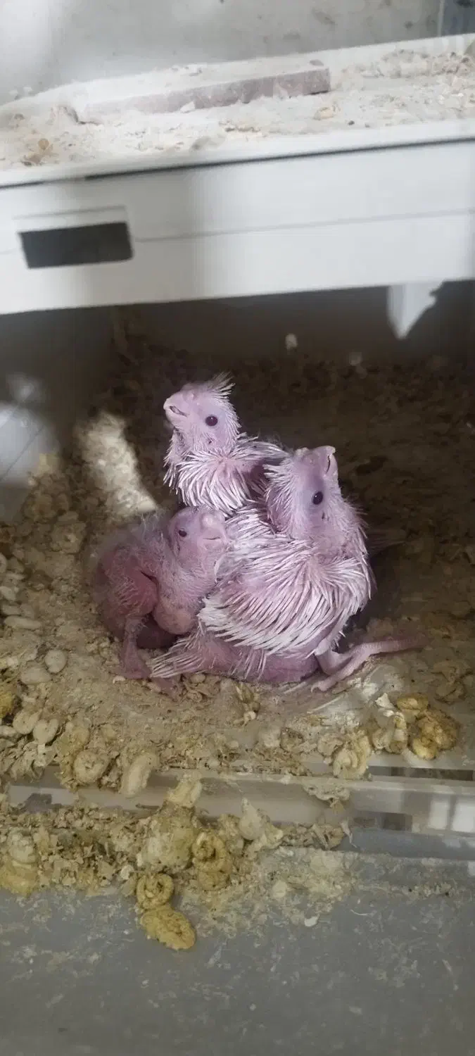 جوجه عروس البینو|پرنده|مشهد, ابوذر|دیوار