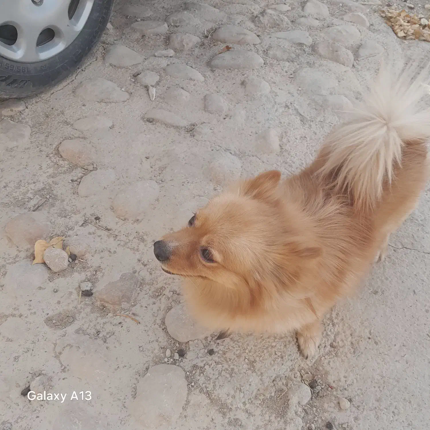 حیوان خانگی|سگ|شیراز, تندگویان|دیوار