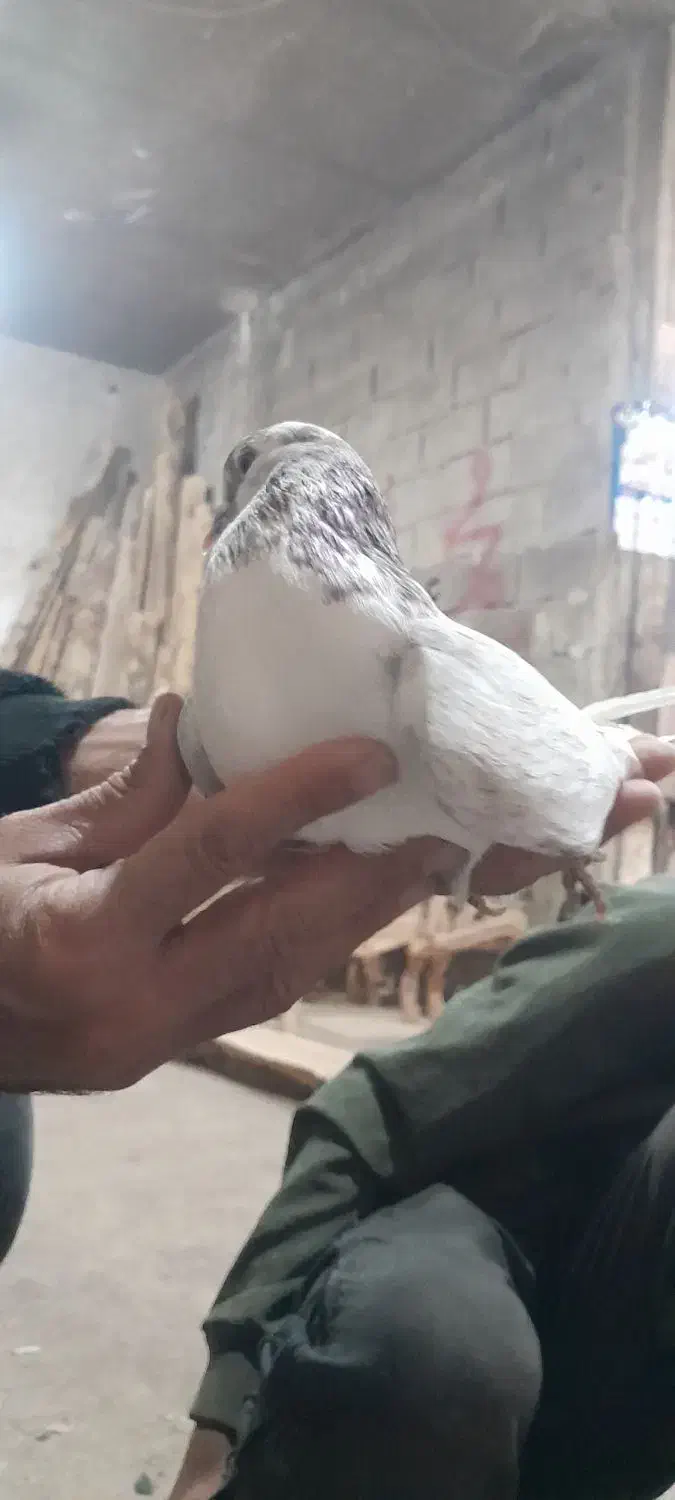 کبوتر|پرنده|نهاوند, |دیوار