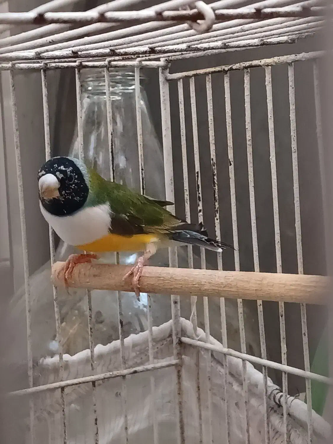 فنچ گلدین|پرنده|رشت, فلسطین|دیوار