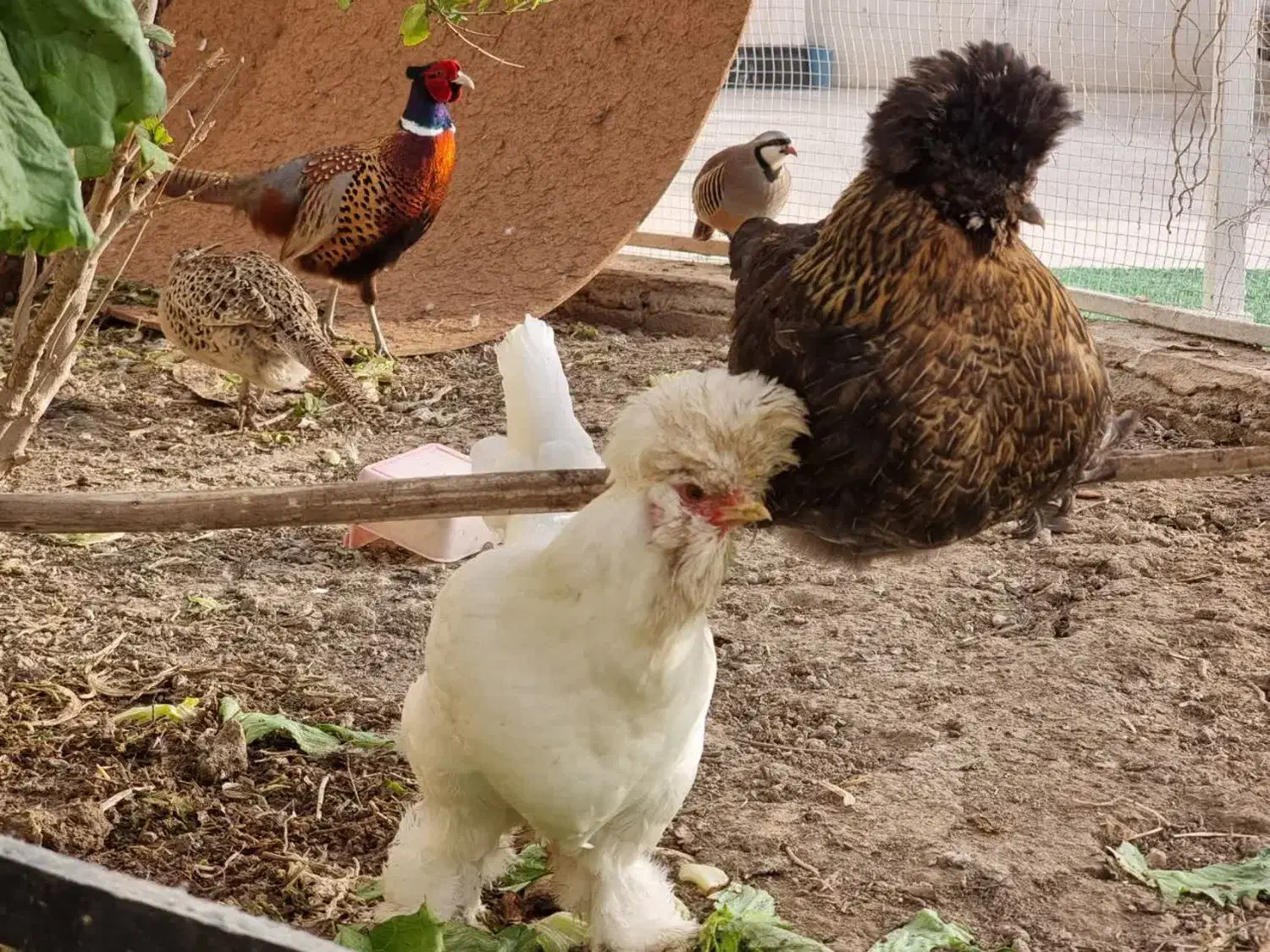 مرغ و خروس لهستانی|حیوانات مزرعه|اصفهان, عسگریه|دیوار