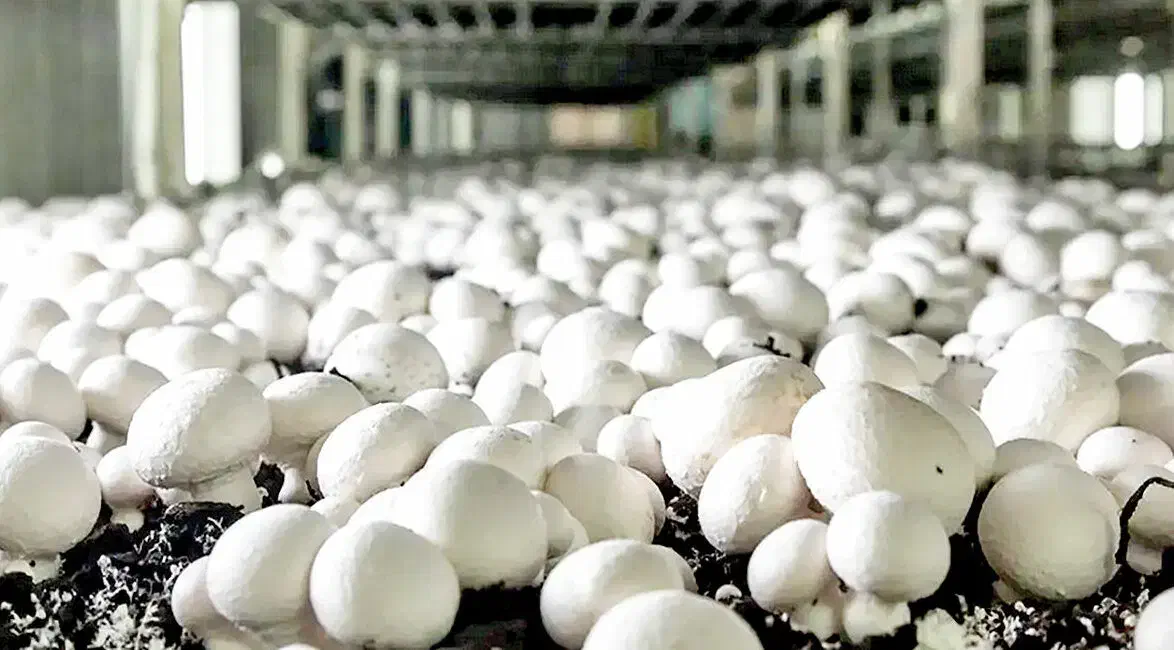 قارچ|خوردنی و آشامیدنی|قرچک, زیبا شهر|دیوار