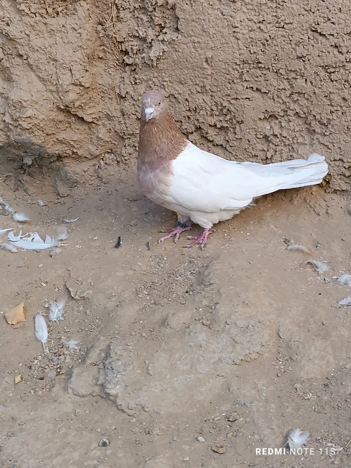 س عدد کفتر سینه ای کله ای|پرنده|میلاجرد, |دیوار