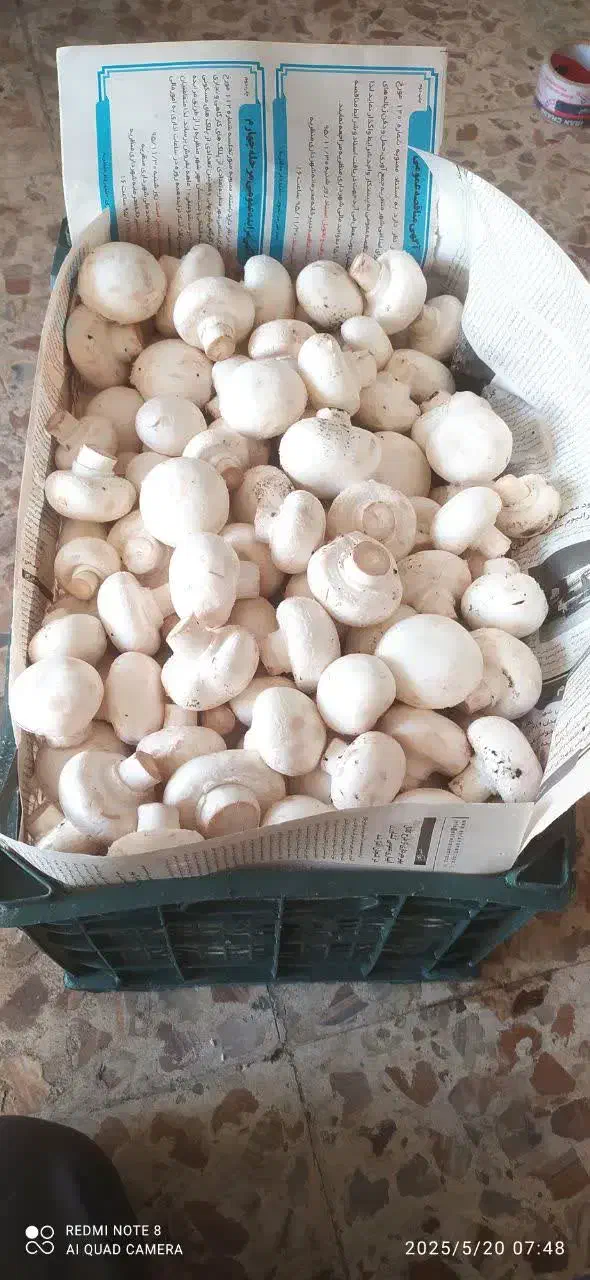 فروش قارچ‌درجه یک|خوردنی و آشامیدنی|خوانسار, |دیوار