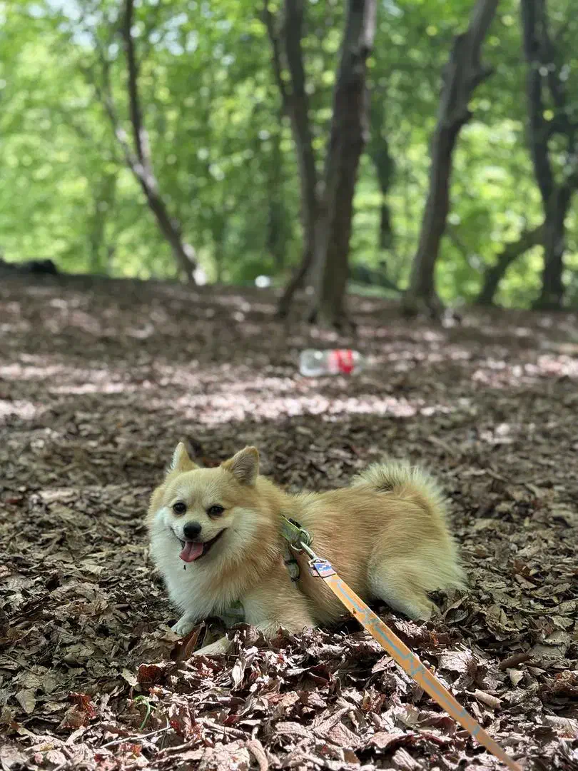 سگ پامر نر|سگ|قائمشهر, |دیوار