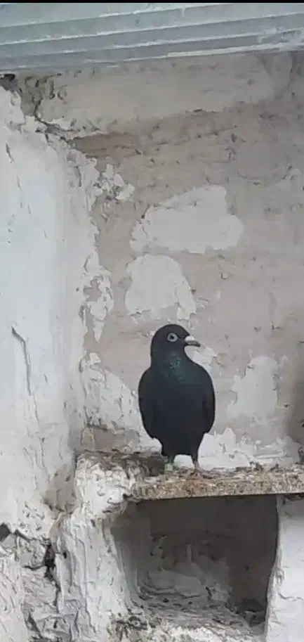 زاق ماده|حیوانات|چناران, |دیوار