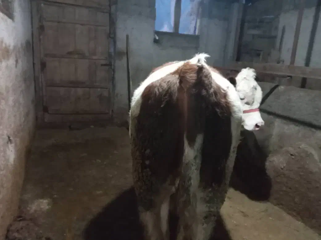 گاو|حیوانات مزرعه|توتکابن, |دیوار