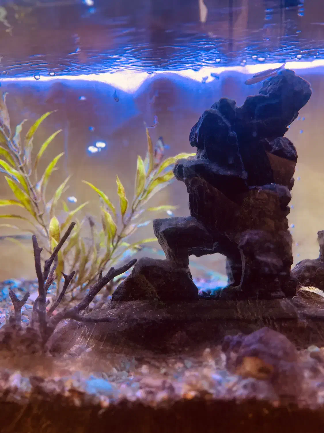 آکواریوم با تمام وسایل ۷۰۰۰۰۰۰|ماهی|رشت, گلباغ نماز|دیوار