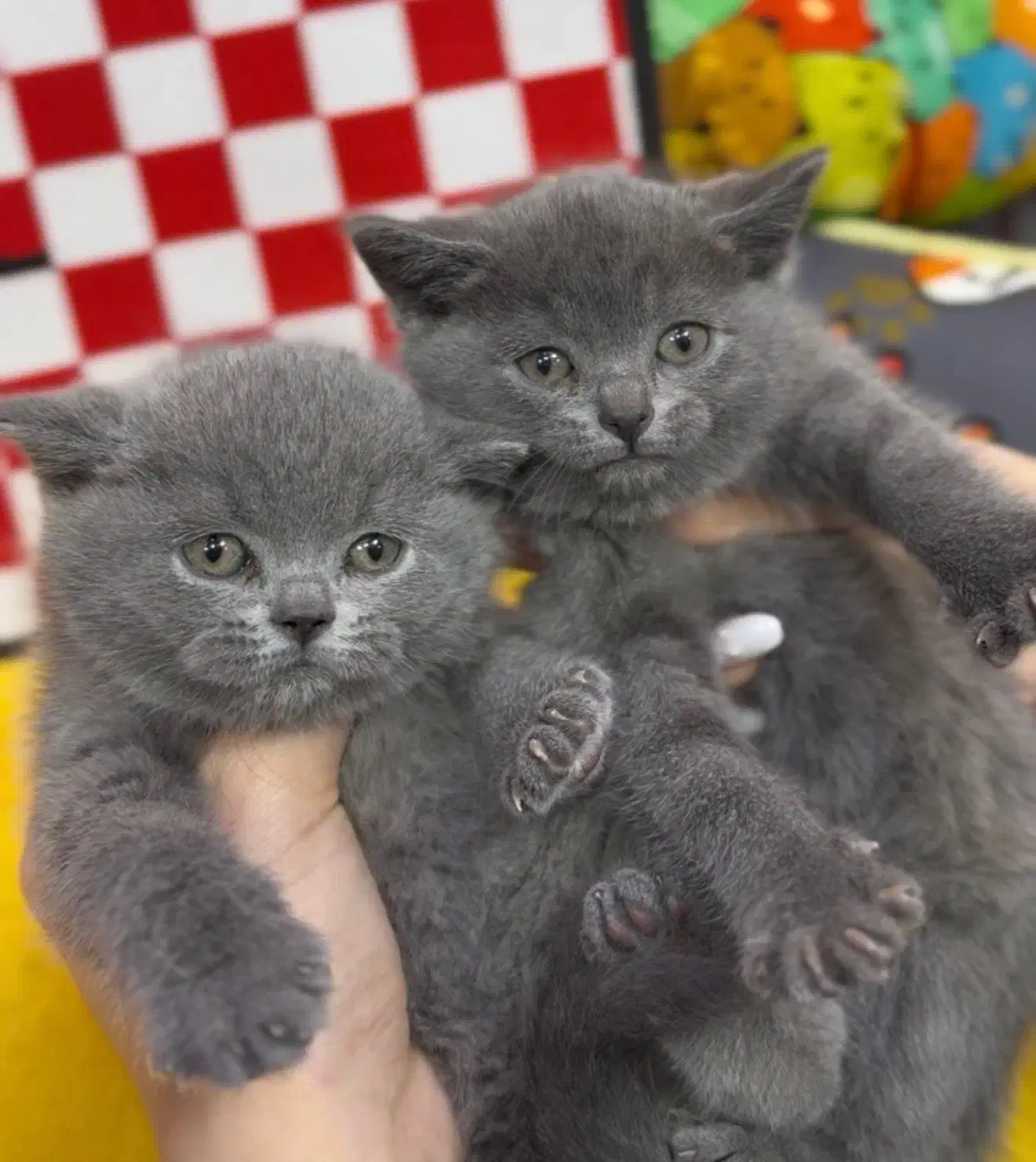 Kitten|گربه|تهران, تهرانسر مرکزی|دیوار