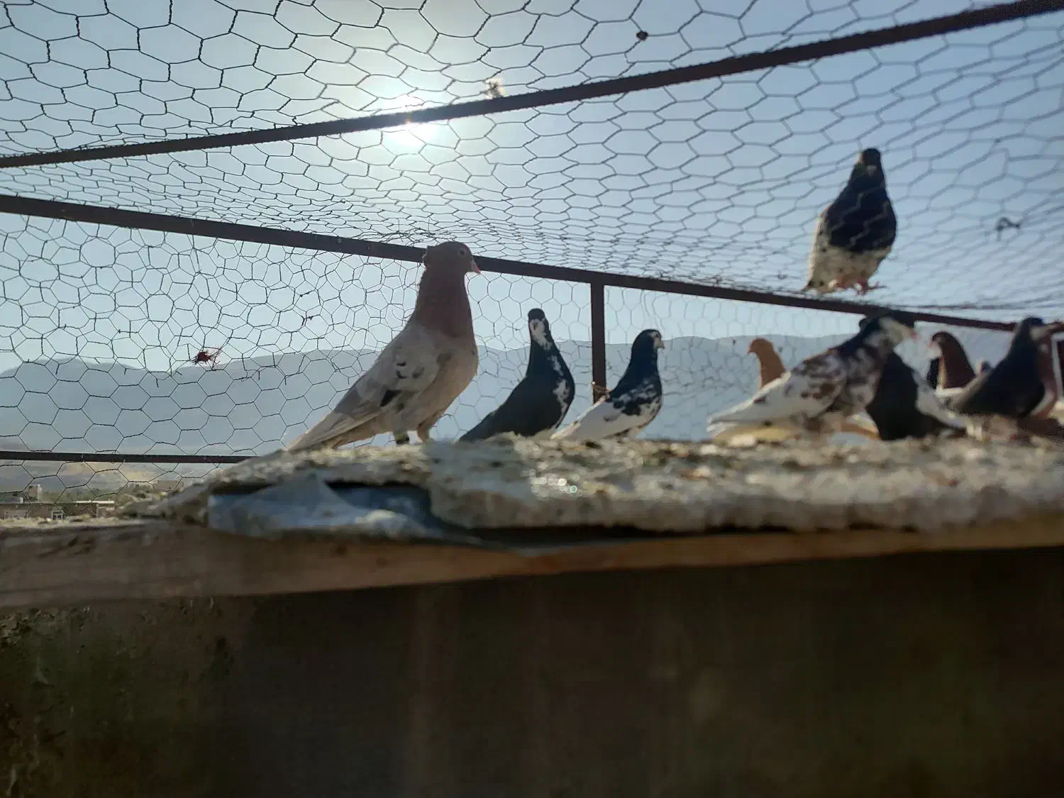 رنگی شهری پلاکی|پرنده|شیراز, جمال آباد|دیوار