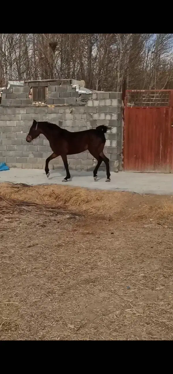 مادیون فروش|اسب و تجهیزات اسبسواری|مبارکه, |دیوار