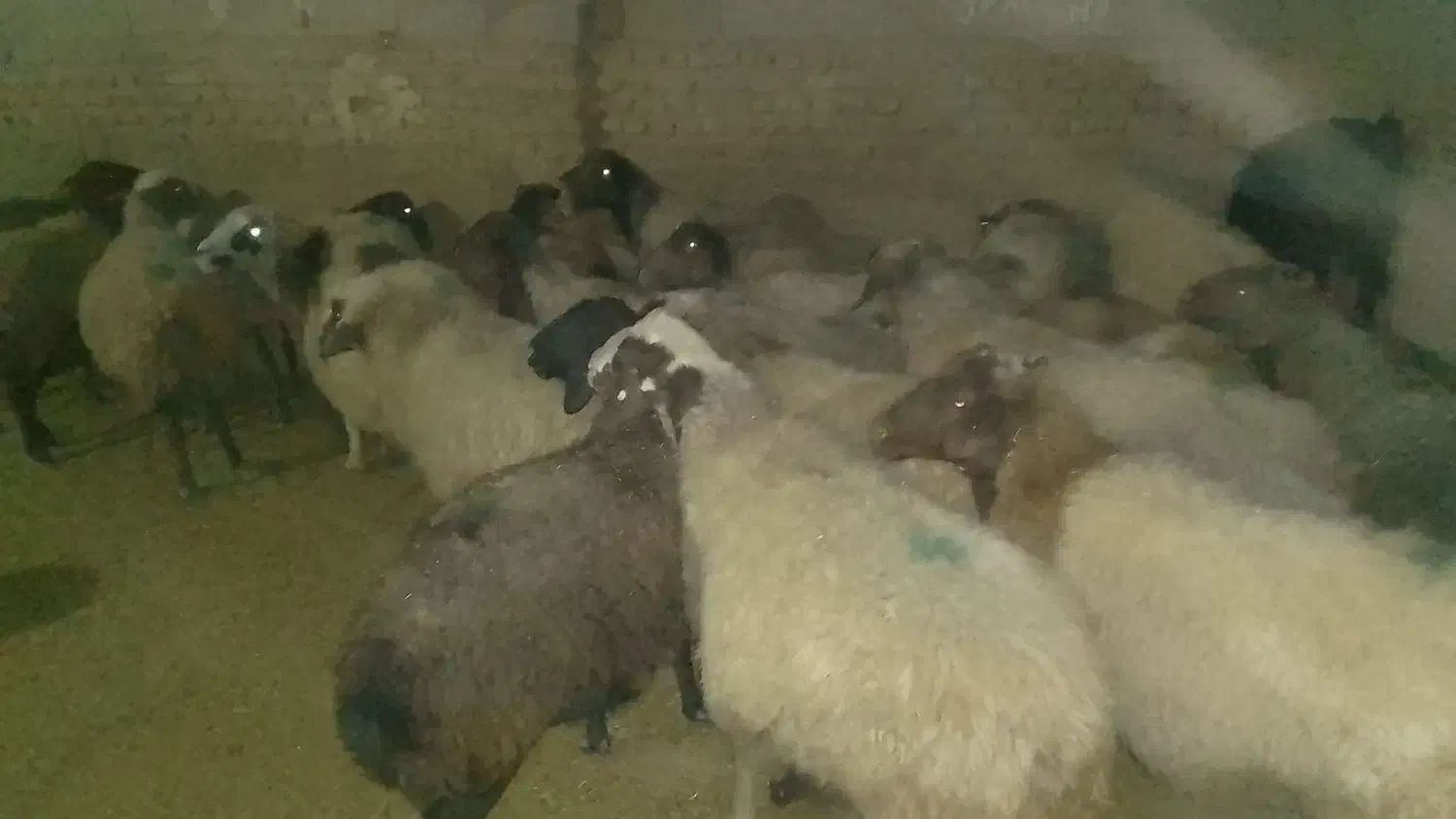 ۲۰راس گوسفند ابستن|حیوانات مزرعه|کوهدشت, |دیوار