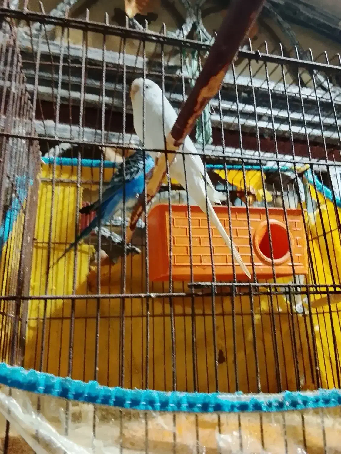 مرغشق|پرنده|قشم, |دیوار