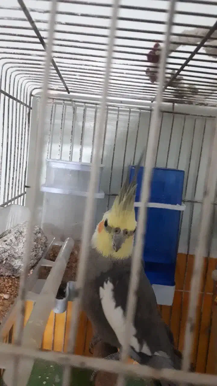 پرنده|پرنده|شاهینشهر, فیض|دیوار