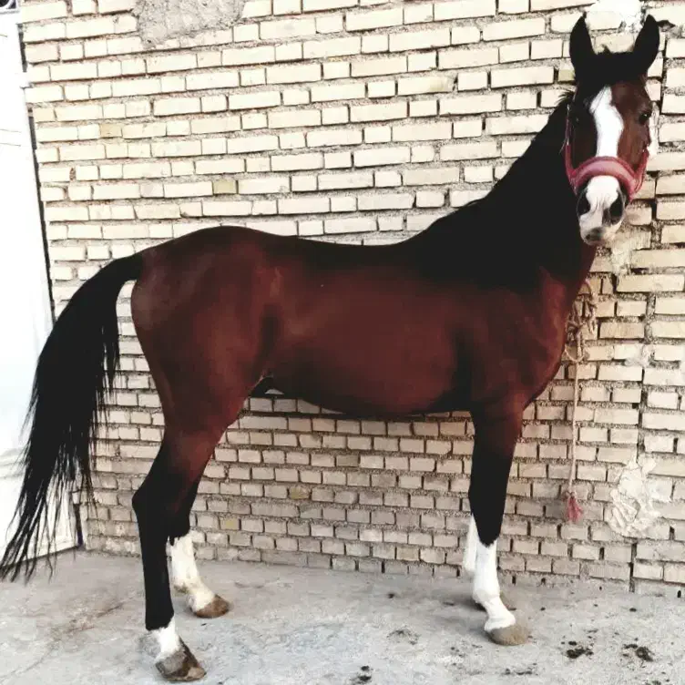 اسب عرب نریان خالص|اسب و تجهیزات اسبسواری|ری, صالح آباد جنوبی (باغ رضوان)|دیوار