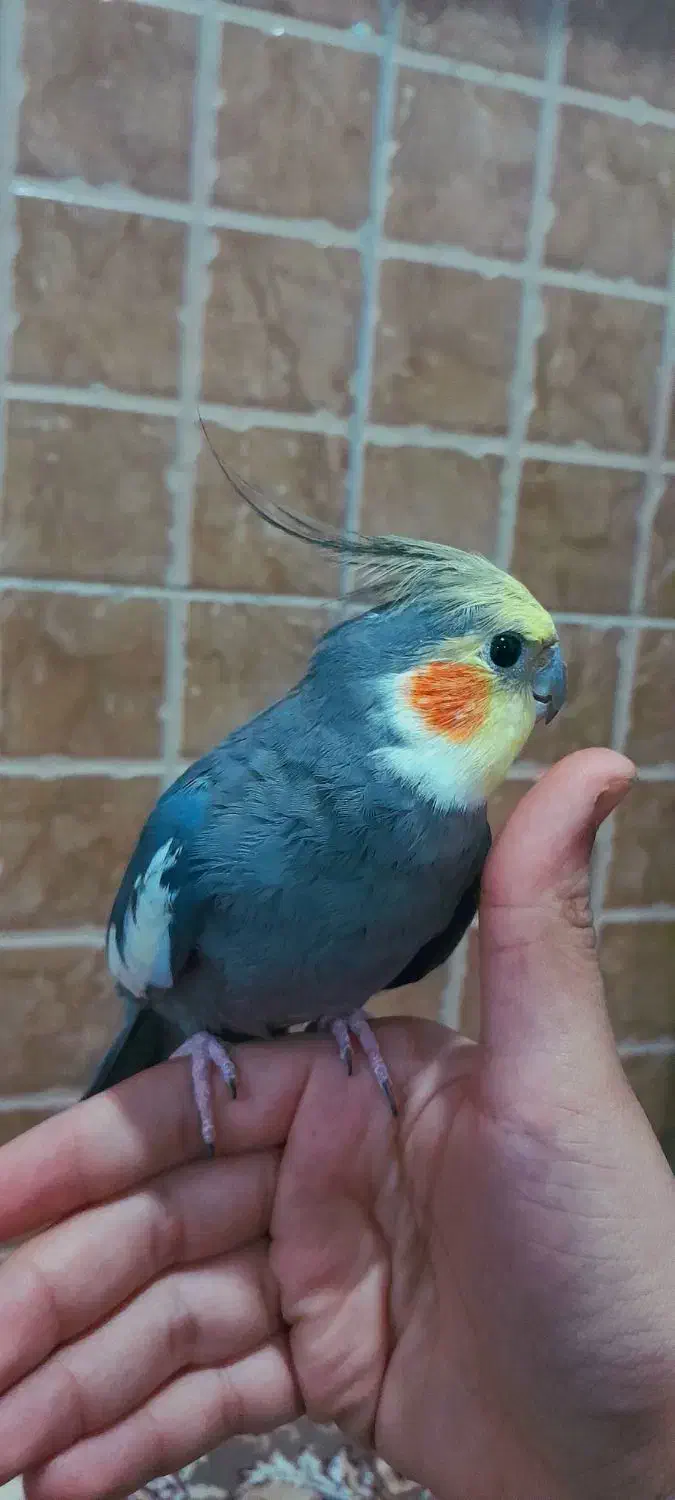 عروس هلندی|پرنده|چاف و چمخاله, |دیوار