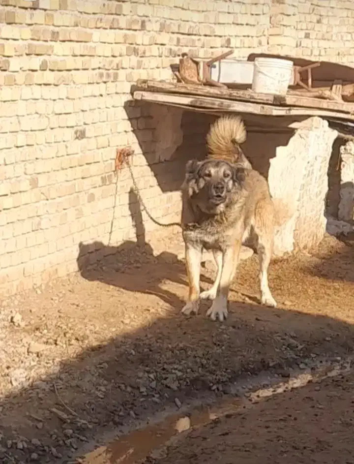 سه عدد سگ جوان گله ای|سگ|بوئین زهرا, |دیوار