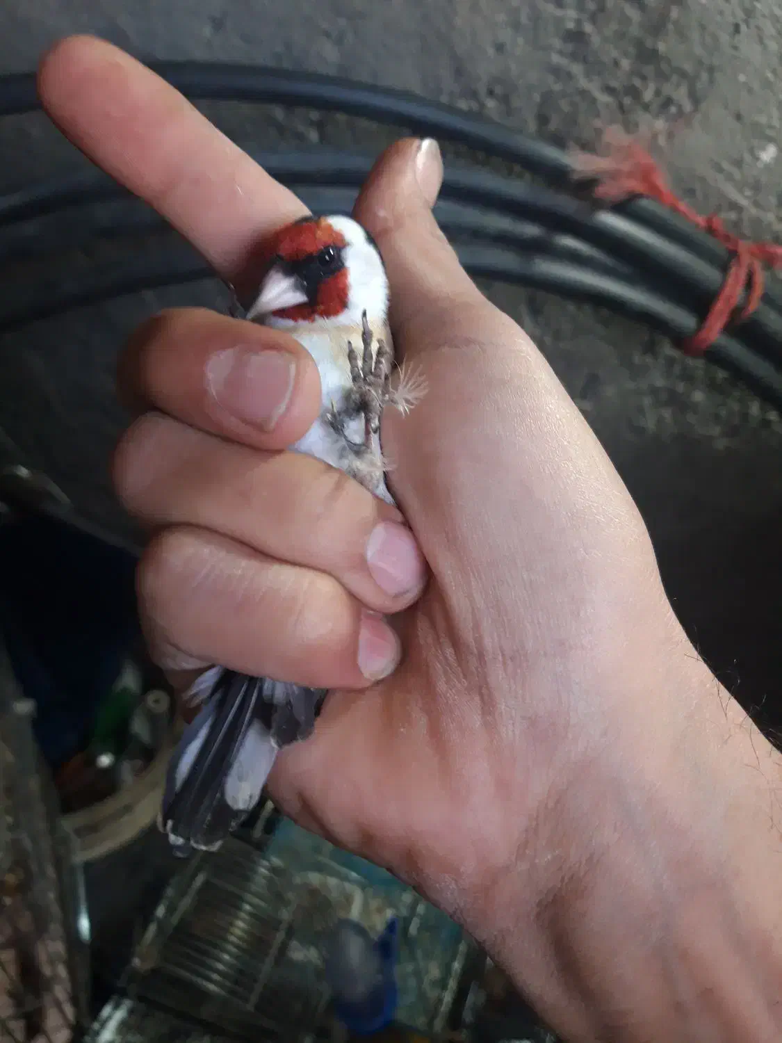 سهره|پرنده|اسلام‌‌آباد غرب, |دیوار