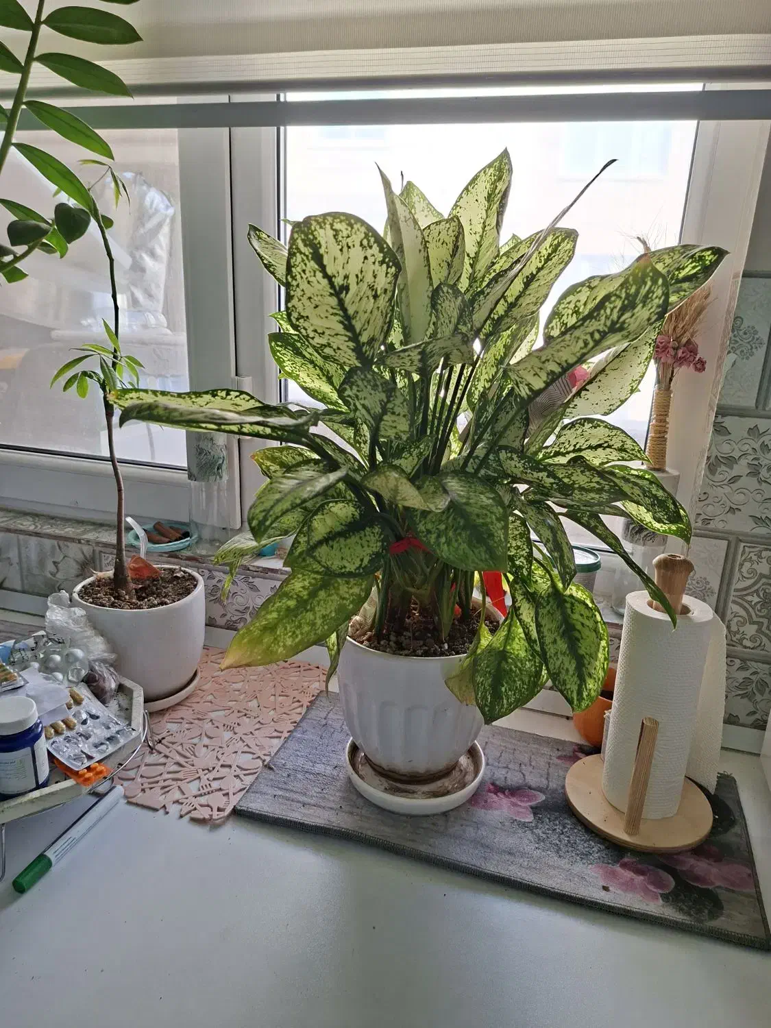 گلهای آپارتمانی|گل و گیاه طبیعی|فردیس, شهرک ناز|دیوار